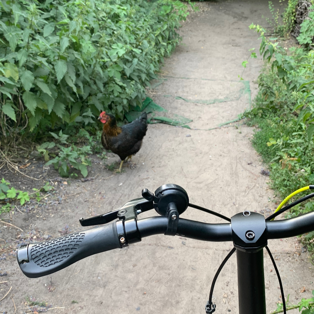 En höna på en cykelstig utmed floden Spree i centrala Berlin