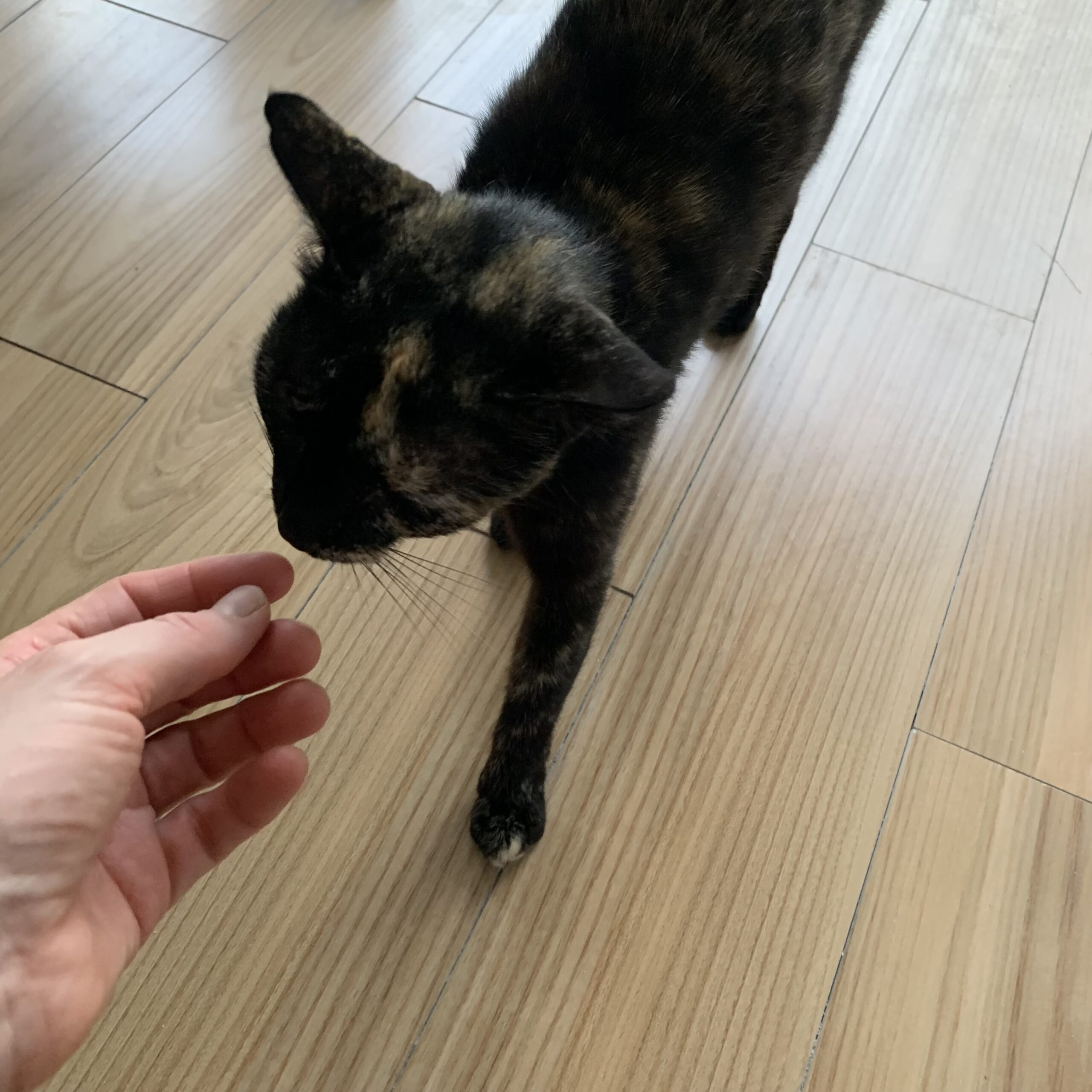En söt liten kattfröken hälsar på mig.