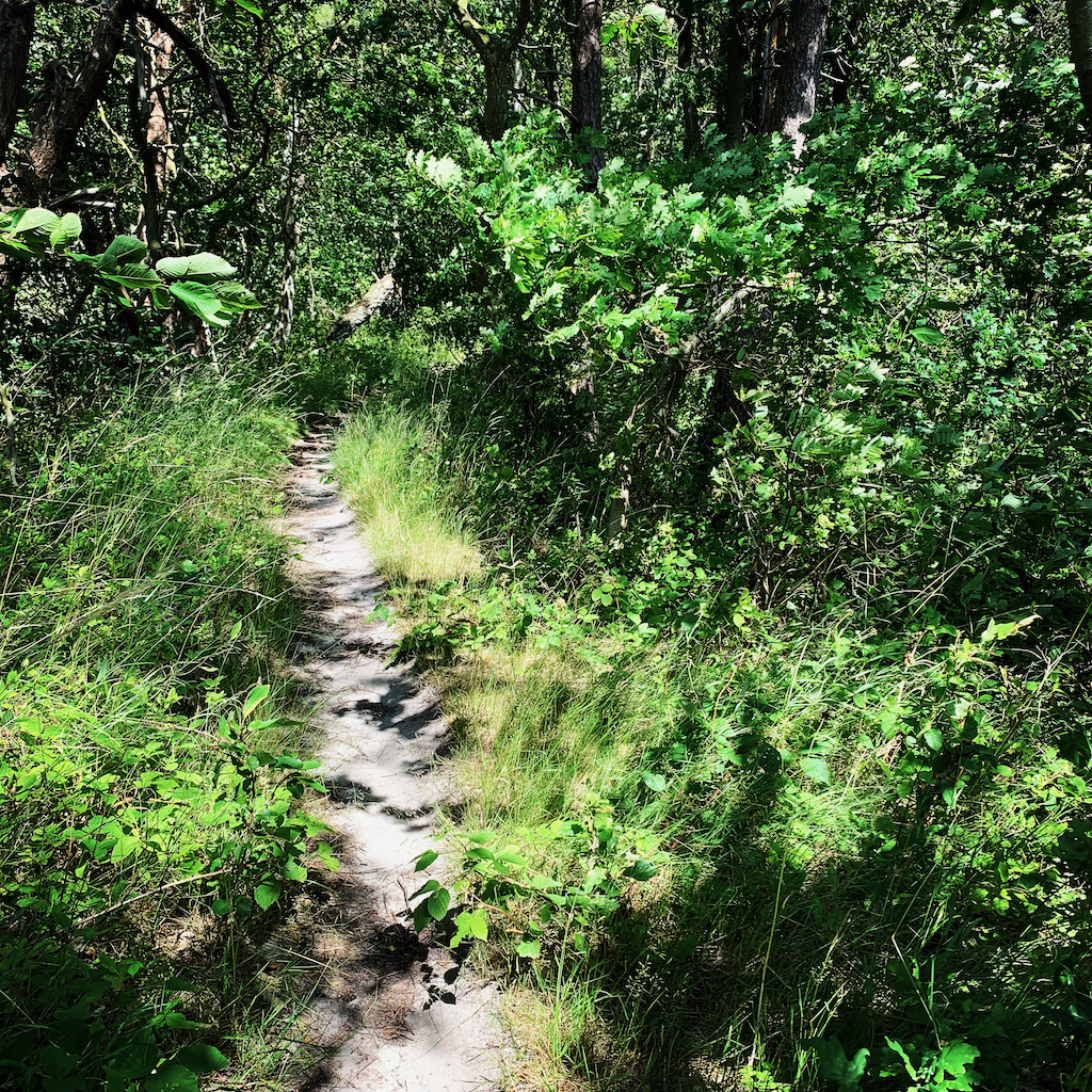 En vandringsstig i en lövskog på Bornholm i Danmark