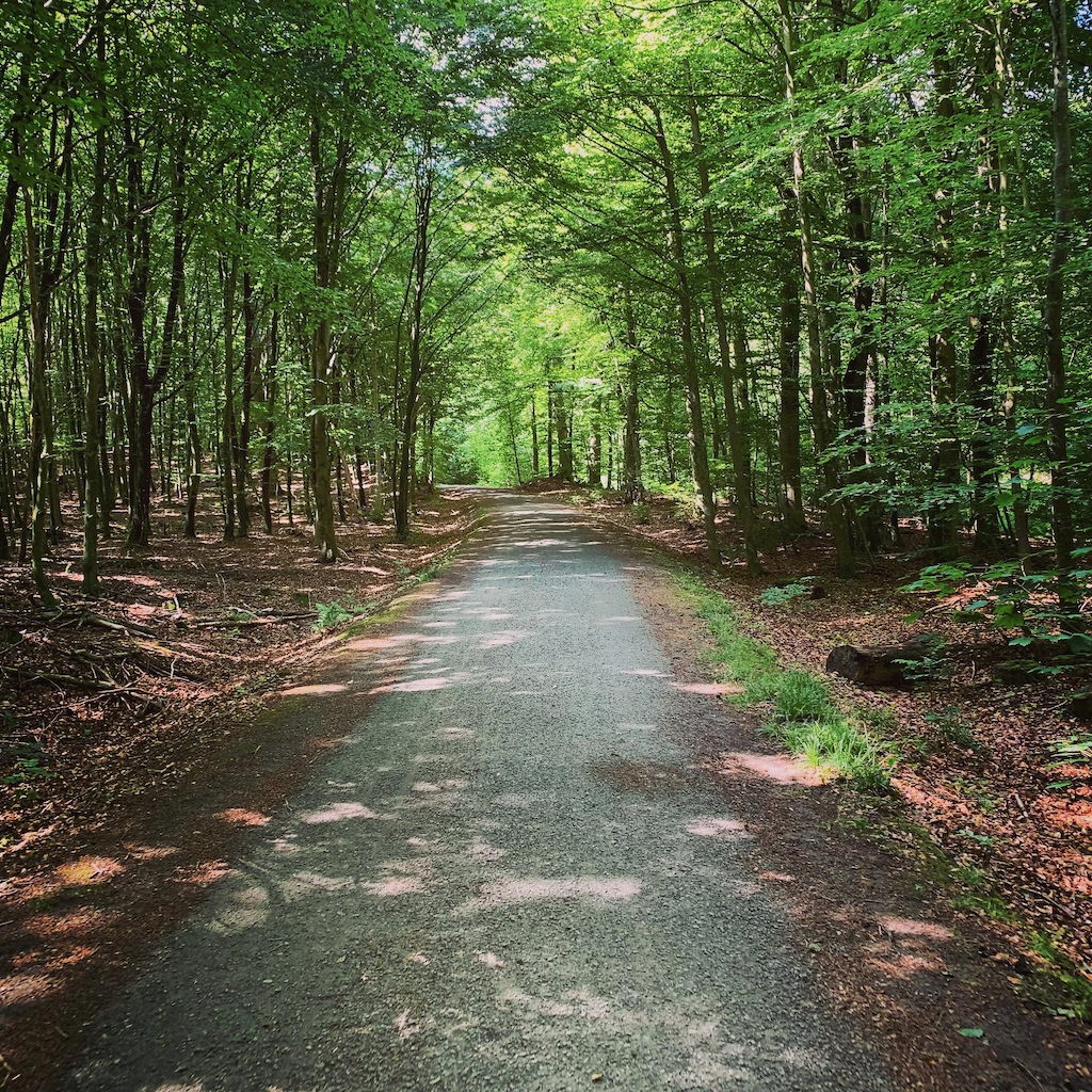 En cykelväg genom en lövskog på Bornholm i Danmark