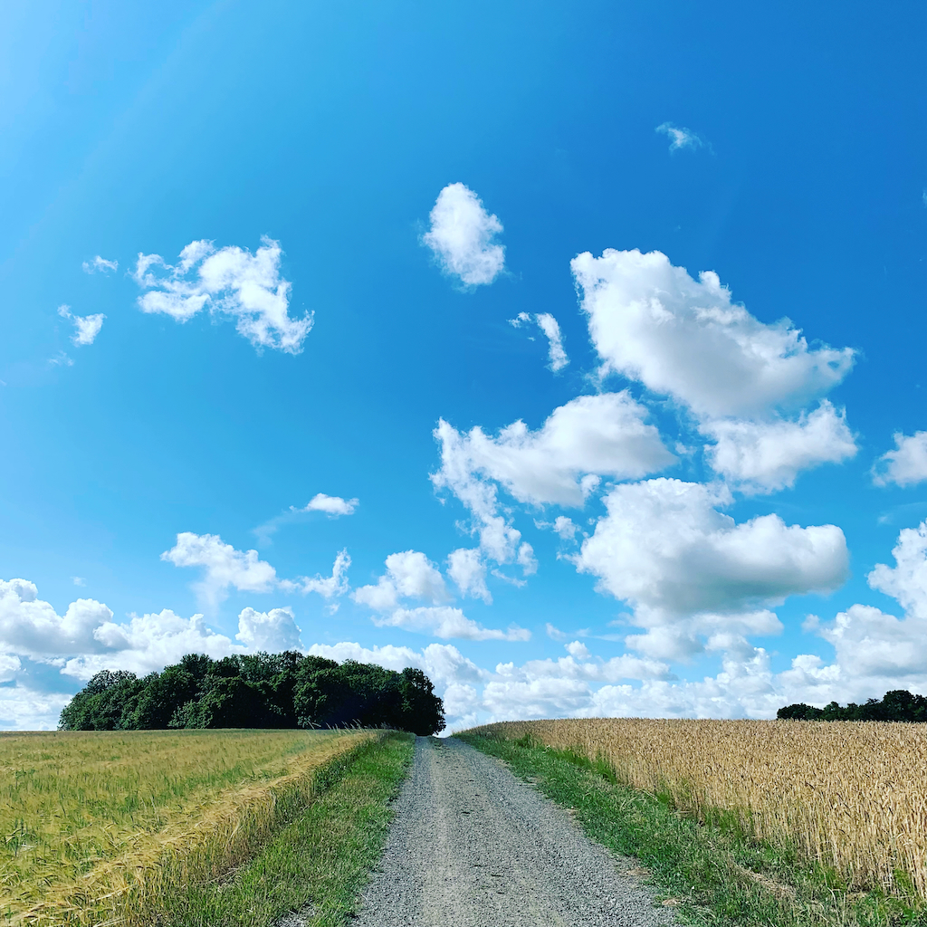 En grusad cykelväg som löper mellan två sädesfält och en blå himmel med molntussar på Bornholm i Danmark