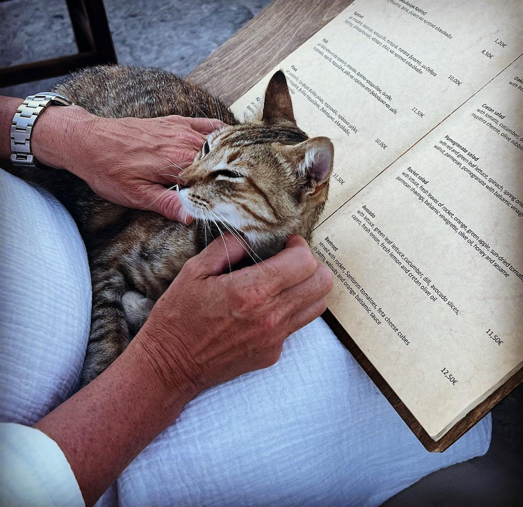 En katt som ligger och spinner på en meny i ett knä på restaurangen Metaxi Mas på Santorini i Grekland
