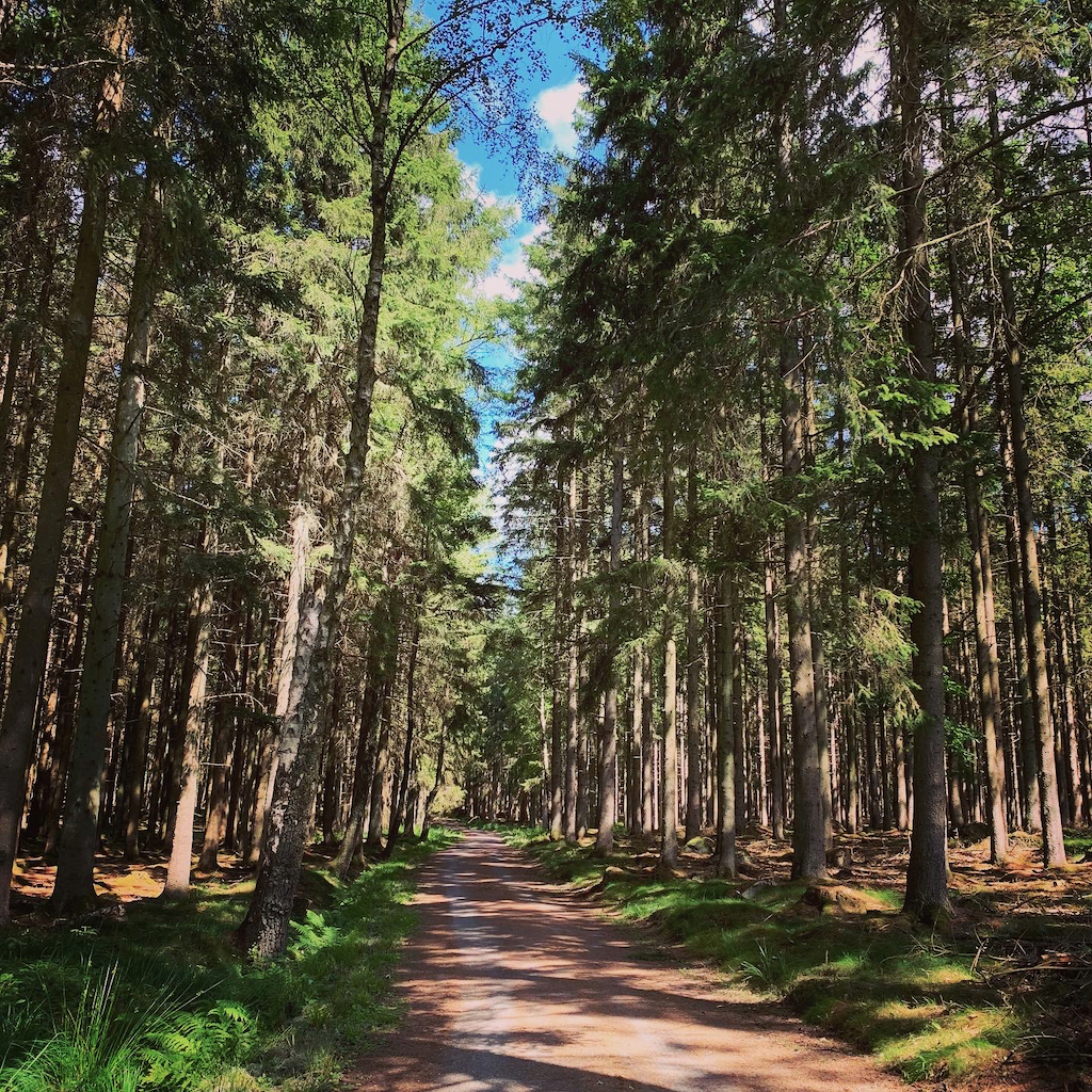 En cykelväg genom en granskog på Bornholm i Danmark