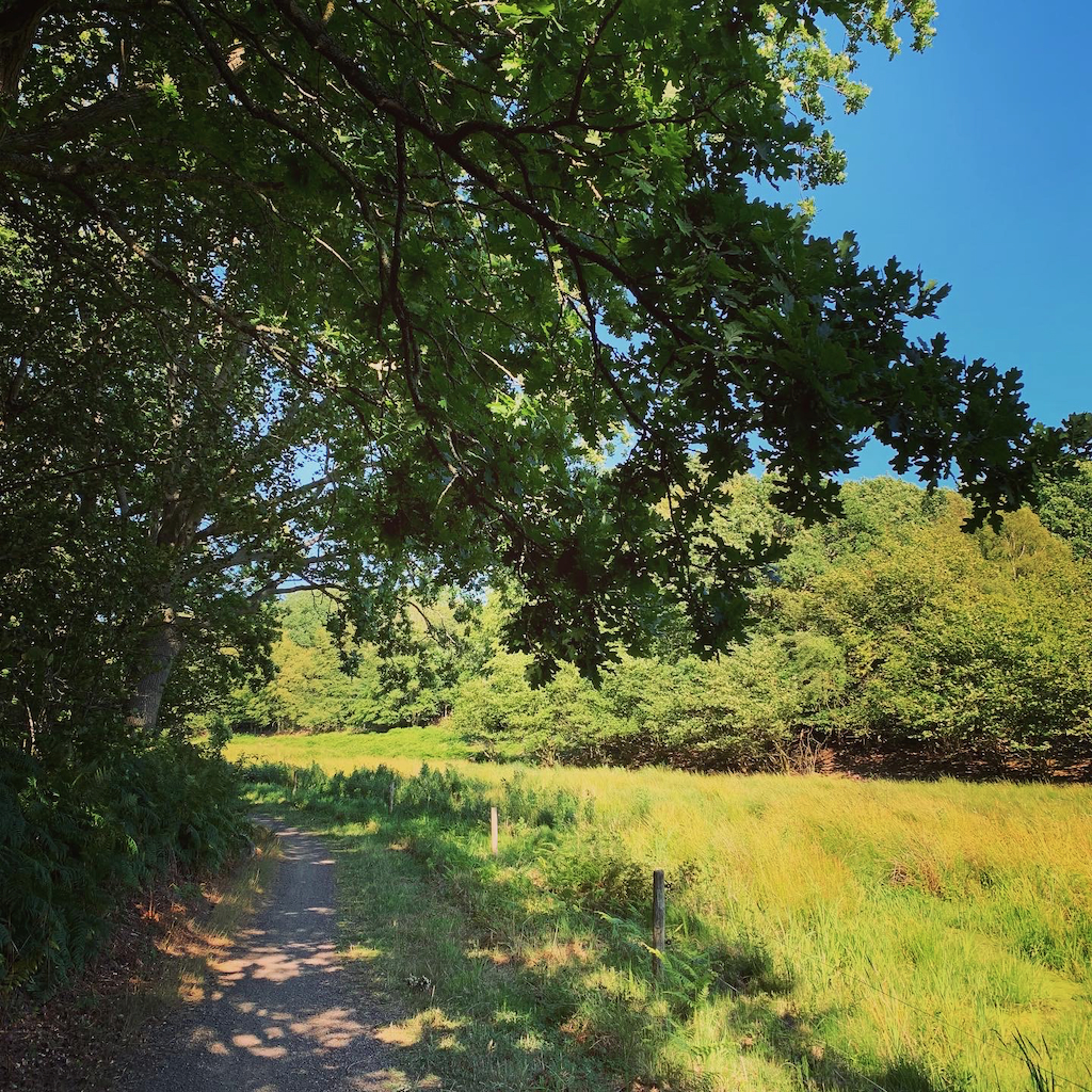 En cykelväg i kanten mellan en ekskog och gräsäng på ett soligt Bornholm i Danmark