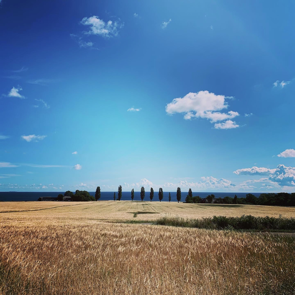 Utsikt över sädesfält, hav och blå himmel med molntussar på Bornholm i Danmark