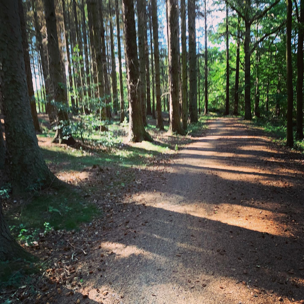 En cykelväg genom en granskog på Bornholm i Danmark