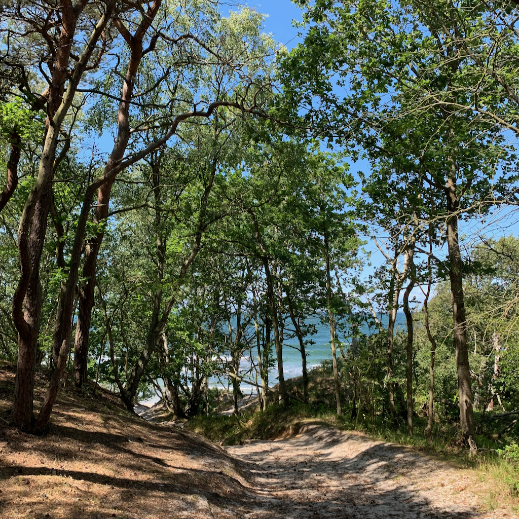 En sandig stig och träd med havet i bakgrunden på Bornholm Danmark