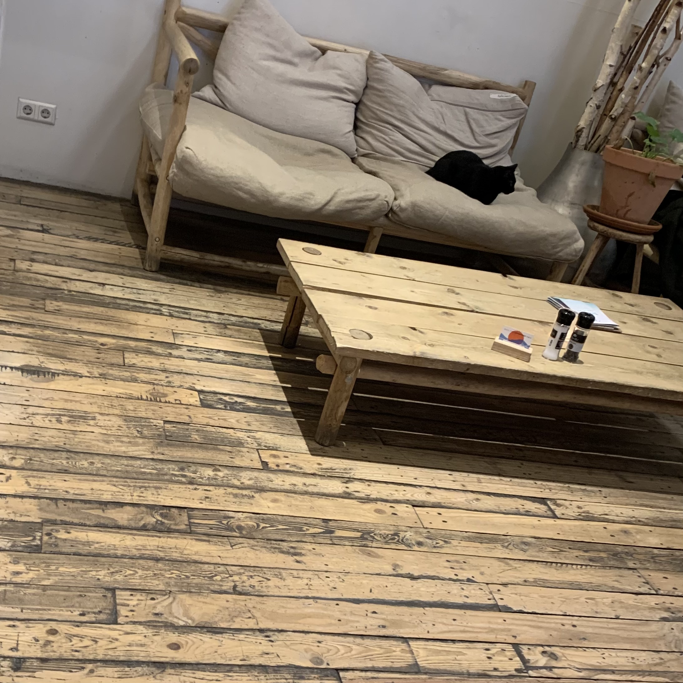 En svart katt i en soffa på cafét Coffe & Coconuts i Amsterdam.