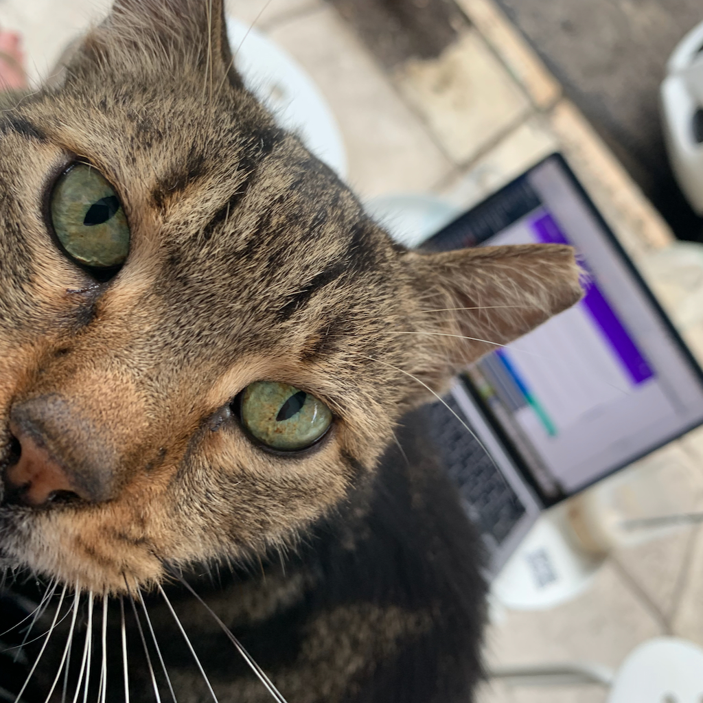 En digital nomad med sin uppslagna dator på ett cafebord och en katt i knät i Aten i Grekland.