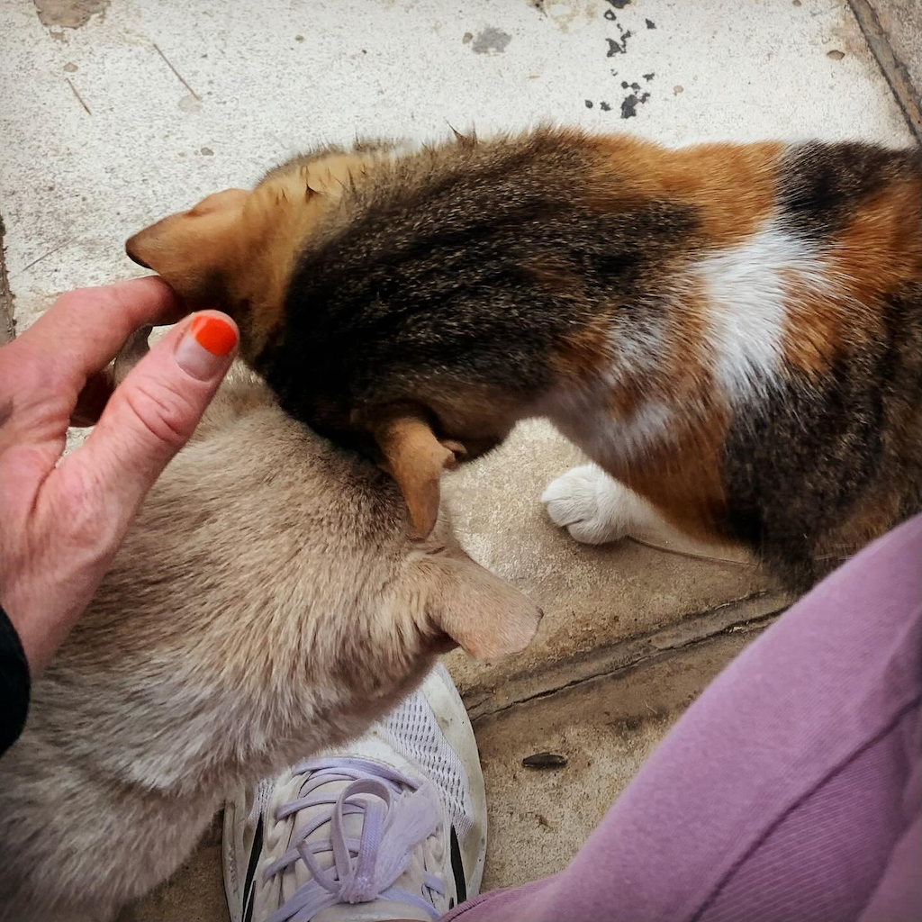 Två keliga katter på en gata i Aten.