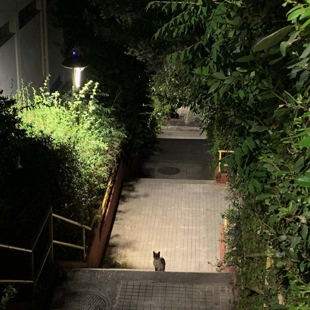 En katt som sitter i en mörk trappa i Aten.